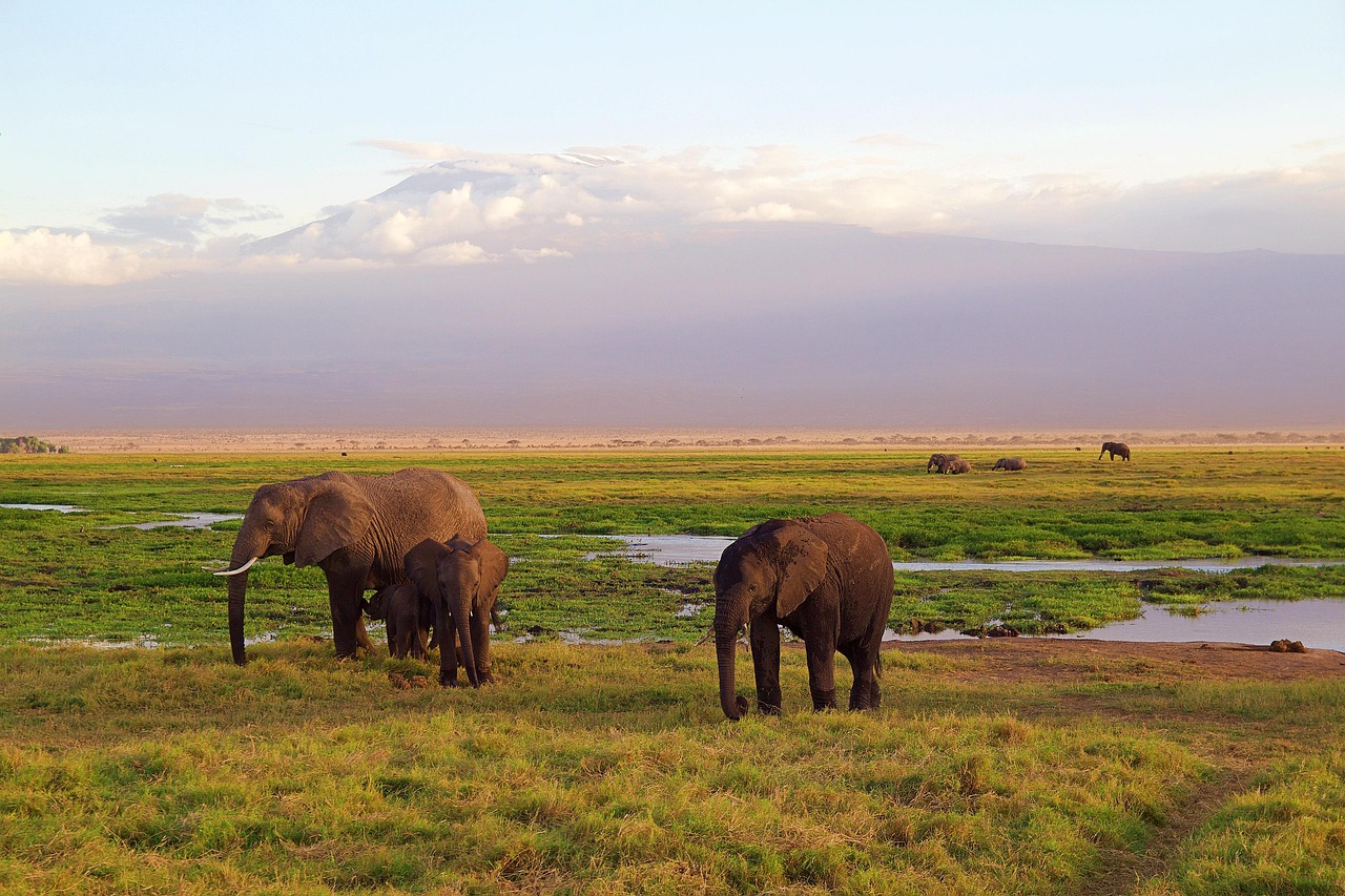 Kilimanjaro overview 1